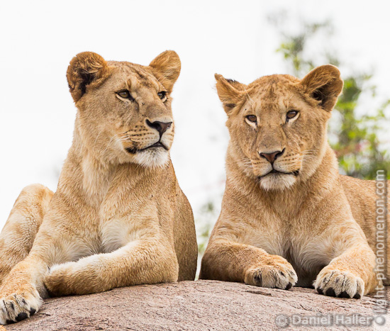 Lions, Moru Kopies, Serengeti TZ, Copyright: light-phenomenon.com, Daniel Haller