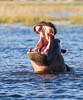 Hippopotamus, Okavango Delta, Botswana, Southern Africa, Copyright (c) Daniel Haller - light-phenomenon.com. All rights reserved.