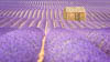 Lavender field, Provence, France, Europe, Copyright (c) Daniel Haller - light-phenomenon.com. All rights reserved.