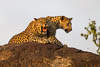 Two Leopard, Masai Mara National Reserve, Kenya, East Africa, Copyright (c) Daniel Haller - light-phenomenon.com. All rights reserved.
