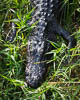 Alligator, Everglades National Park, Florida, United States, USA, Copyright (c) Daniel Haller - light-phenomenon.com. All rights reserved.