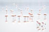 A group of flamingos, Lake Nakuru National Park, Kenya, Africa, Copyright (c) Daniel Haller - light-phenomenon.com. All rights reserved.